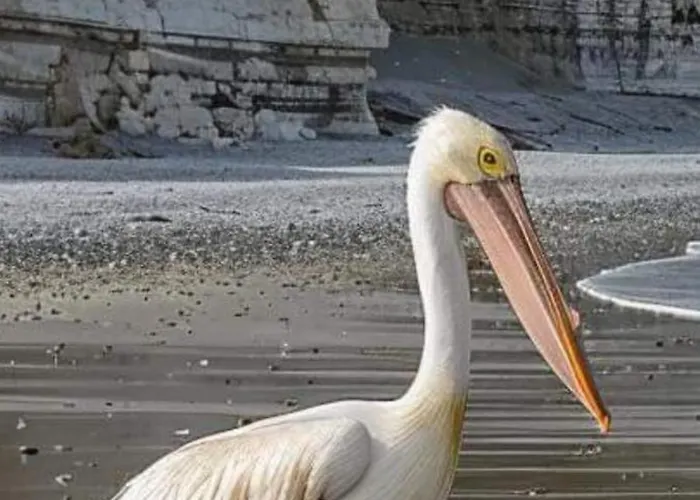 Les Nids Des Falaises Casa vacanze